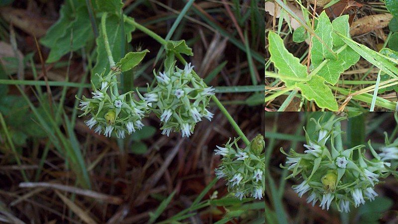 File:Oxypetalum crispum.jpg