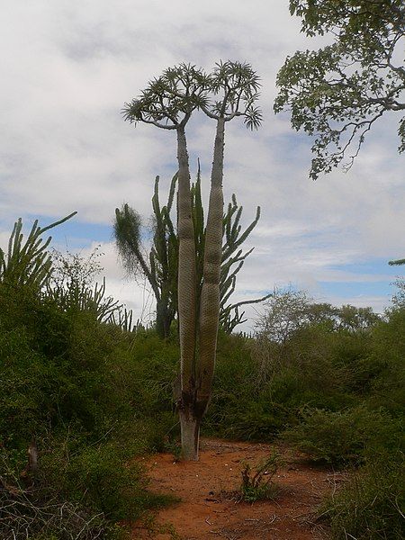 File:Pachypodium lamerei 01.jpg