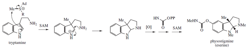 File:Physostigmine proposed biosynthesis.png