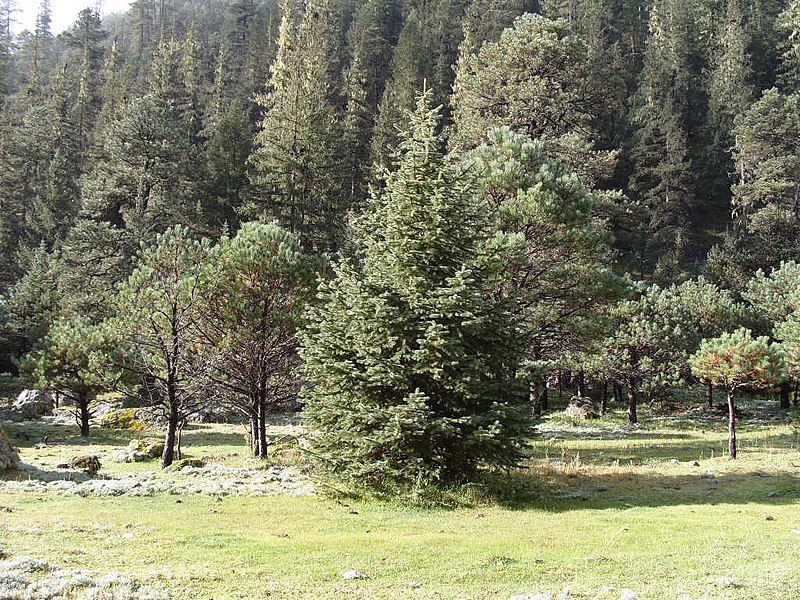 File:Picea chihuahuana Guanacevi.jpg