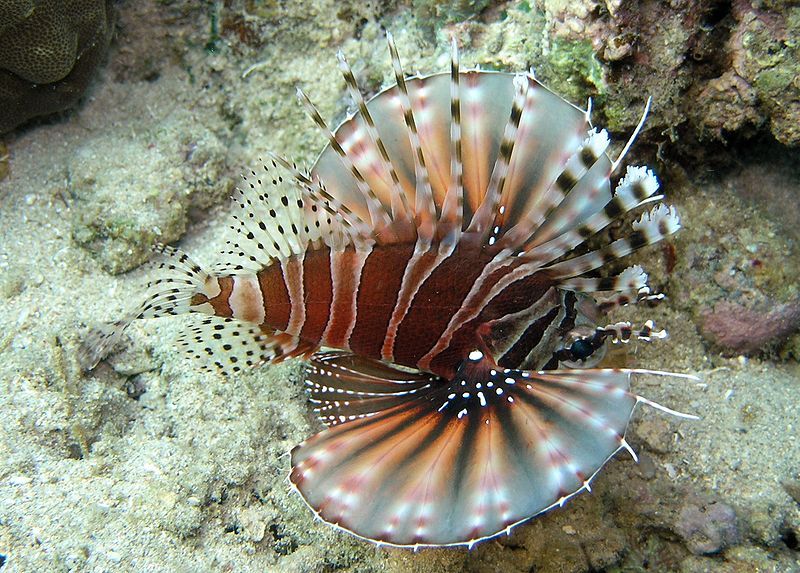 File:Pterois zebra.JPG