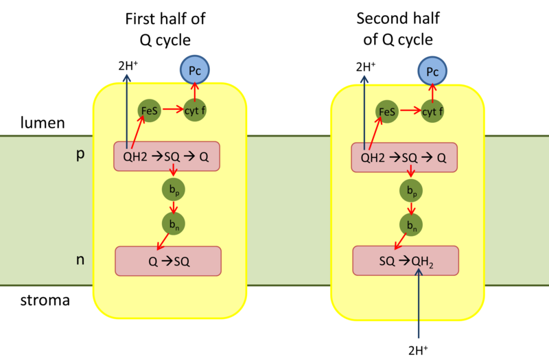 File:Q-cycle cytochrome b6f.png