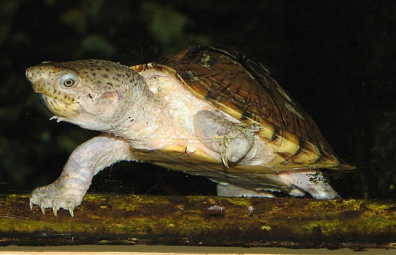 File:RazorBackMuskTurtle.jpg