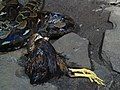 Reticulated python Python reticulatus at Wilmington's Cape Fear Serpentarium, it is eating a chicken