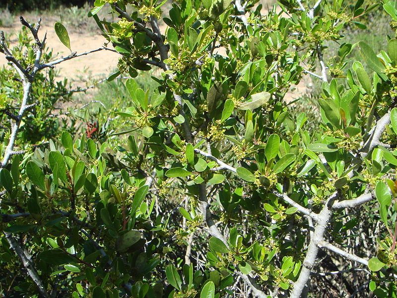 File:Rhamnus oleoides.JPG