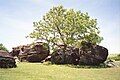 Tree at Rock City