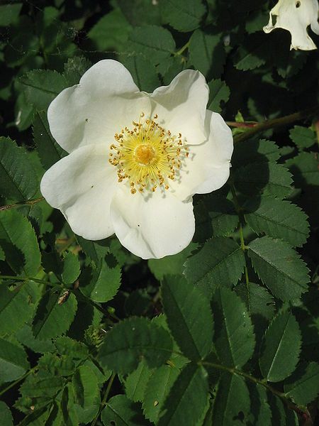 File:Rosa xanthina close-up01.jpg