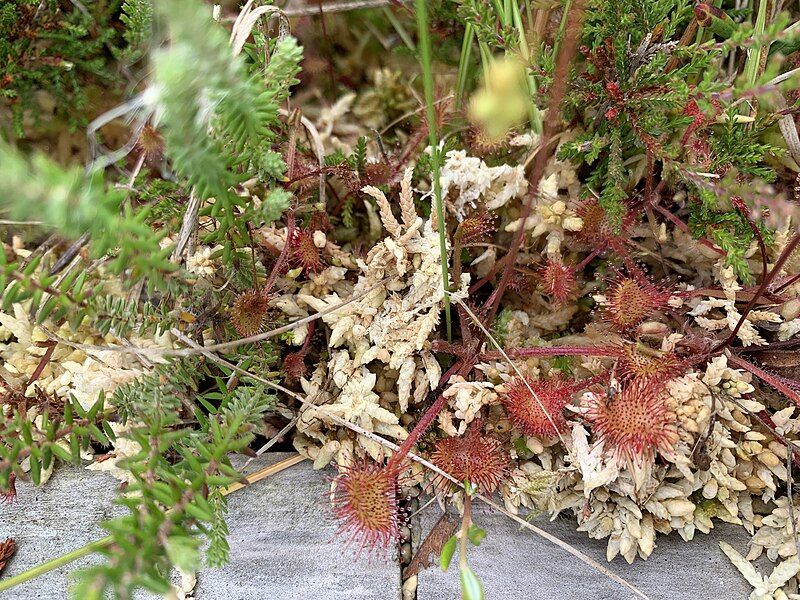 File:Round-leaved sundew.jpg