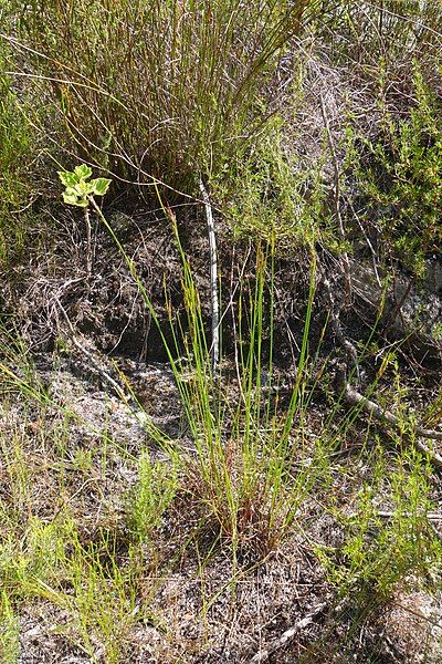 File:Sauritus-plant.jpg