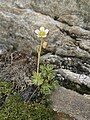 Saxifraga moschata