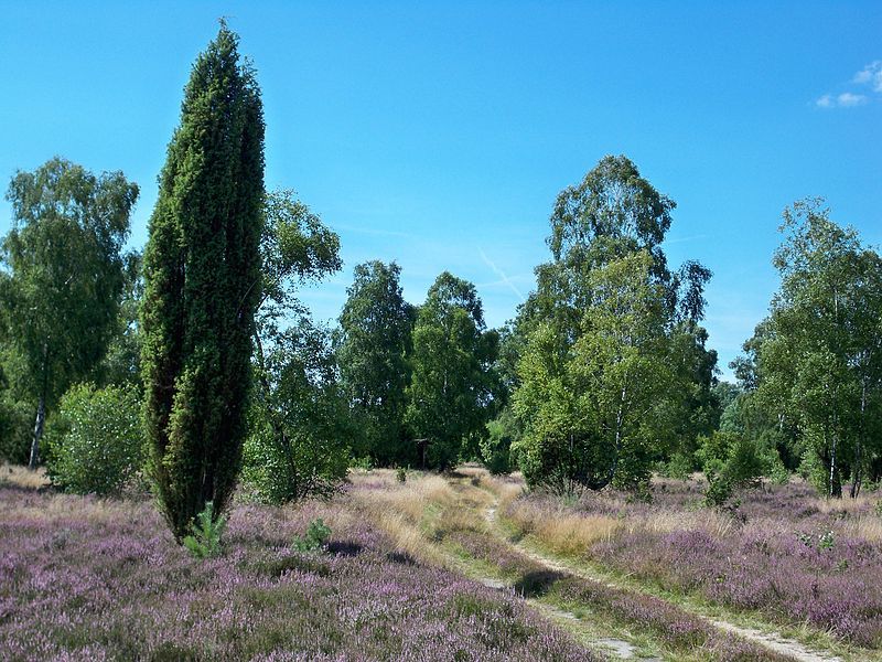 File:Schnuckenheide.JPG