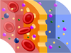 osmotic pressure in a semipermeable membrane