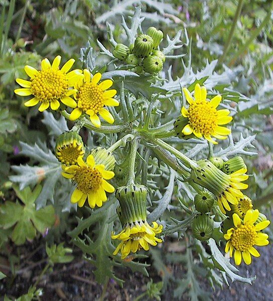 File:Senecio cambrensis closeup.jpg