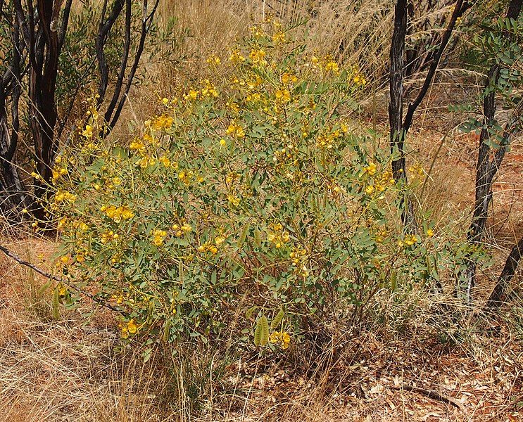 File:Senna pleurocarpa.jpg