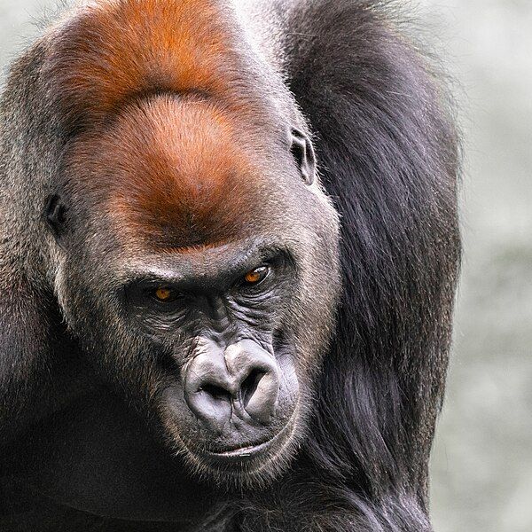 File:Silverback (31573827967).jpg