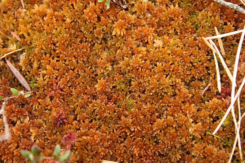 File:Sphagnum fuscum.jpg