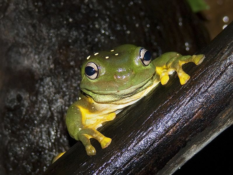 File:Splendid tree frog.jpg