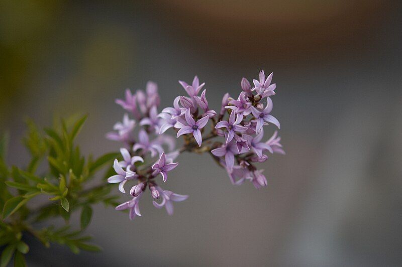 File:Syringa Lacinata C.jpg