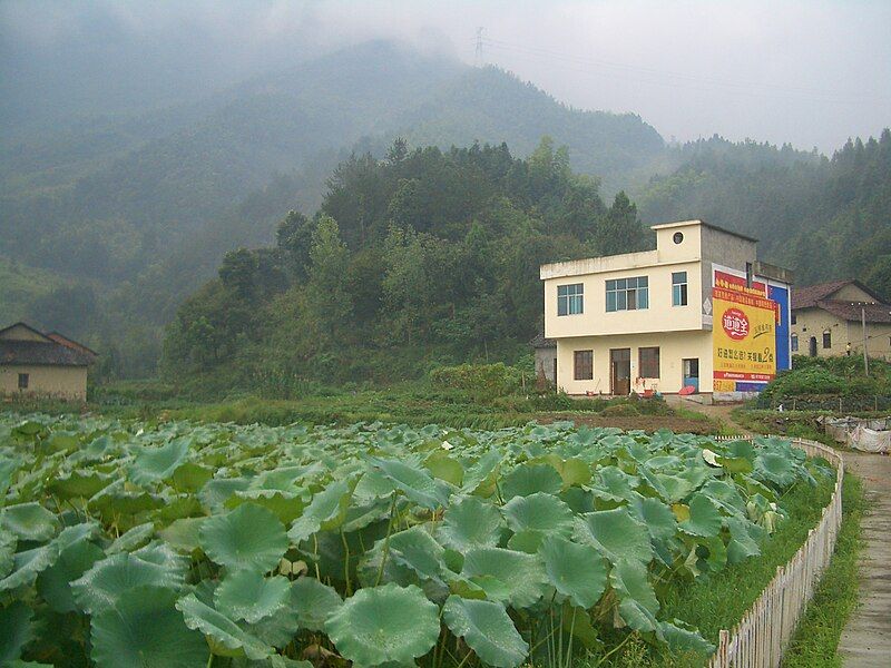 File:Tongshan-County-village-lotus-pond-front-yard-9899.jpg