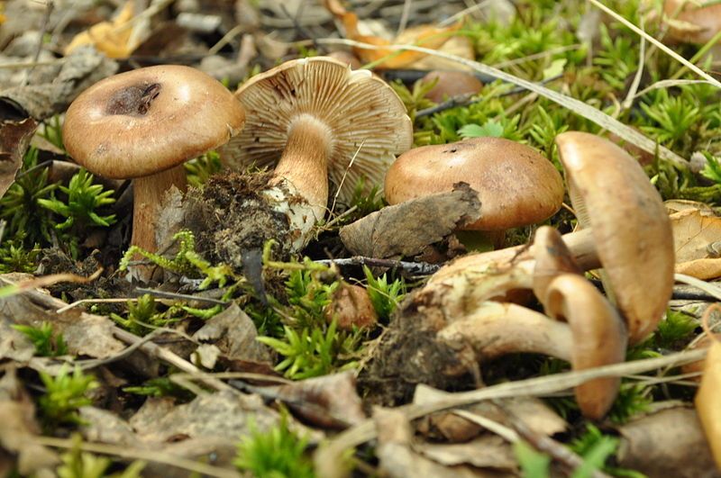 File:Tricholoma populinum (1).jpg