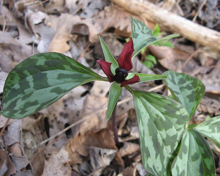 File:Trillium recurvatum TN.jpg