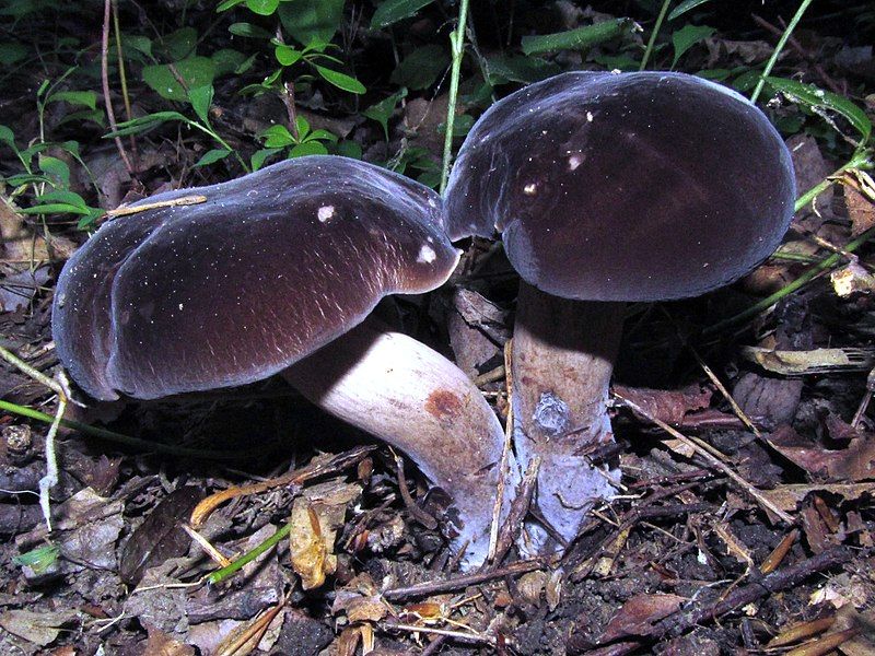 File:Tylopilus alboater 159340.jpg