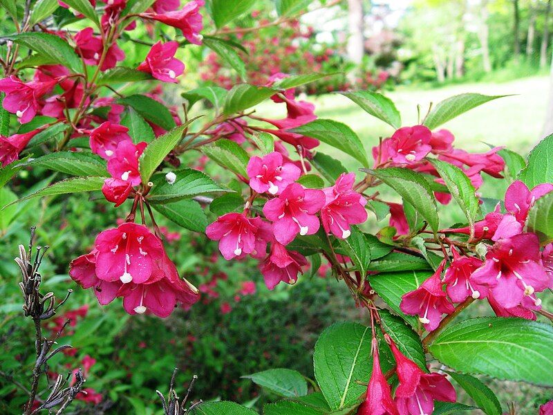 File:Weigela floribunda.JPG