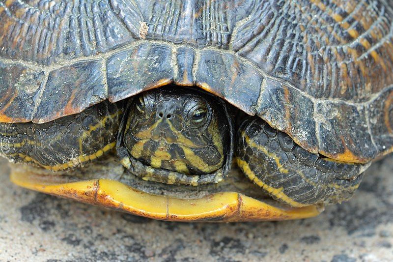 File:Yellow-bellied slider.jpg