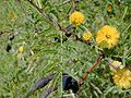 Aroma (Vachellia farnesiana)