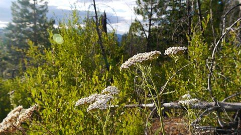 Flowers in Chelan County, Washington