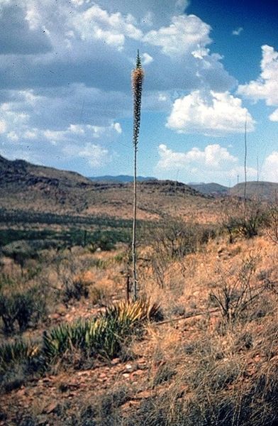 File:Agave lechuguilla habitus.jpg