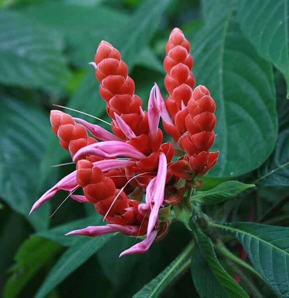 File:Aphelandra sinclairiana Cairns.jpg