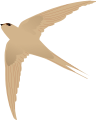 Asian Palm Swift