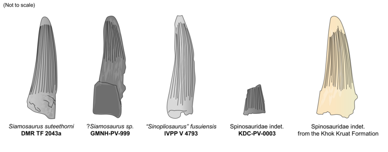 File:Asian spinosaurid teeth.png