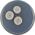 Aspergillus paleaceus growing on CYA plate