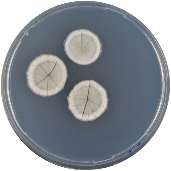 File:Aspergillus paleaceus cya.png