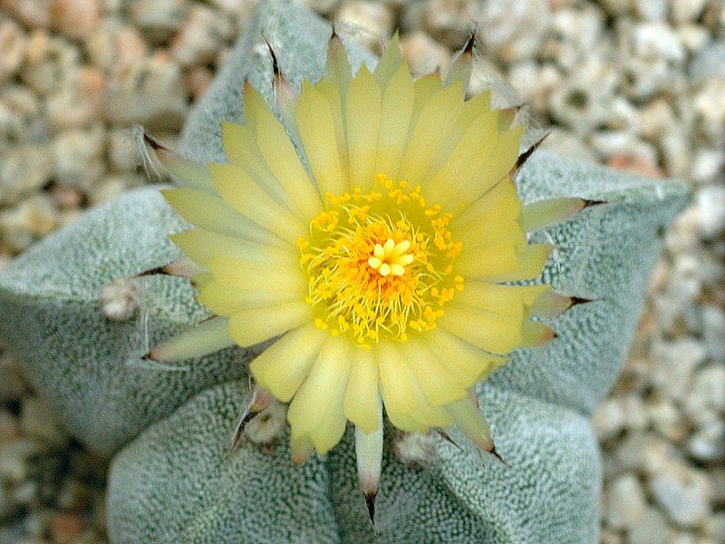 File:Astrophytum myriostigma flower.jpg