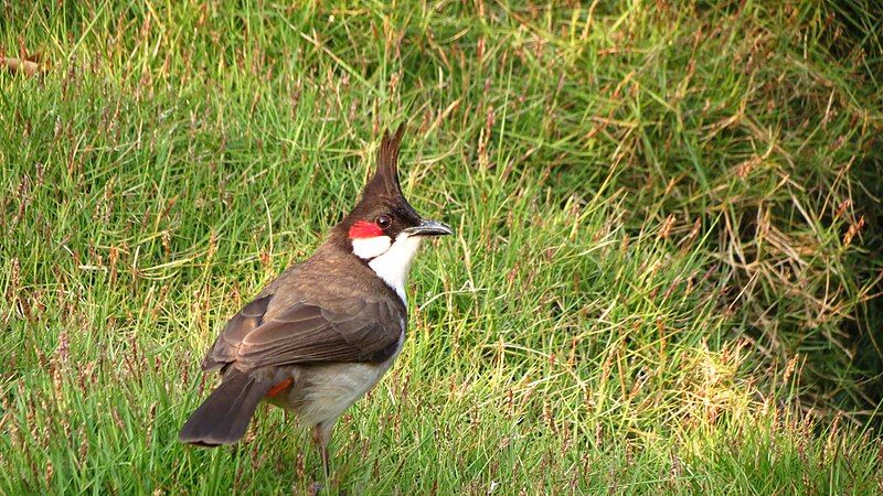 File:Beautiful Bird.JPG