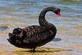 Black swan