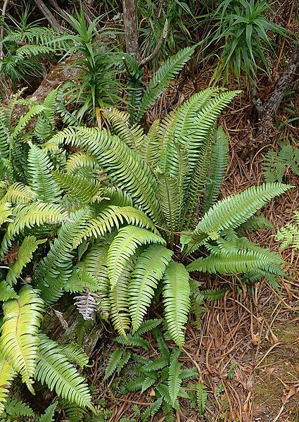 File:Blechnum durum 32040944.jpg