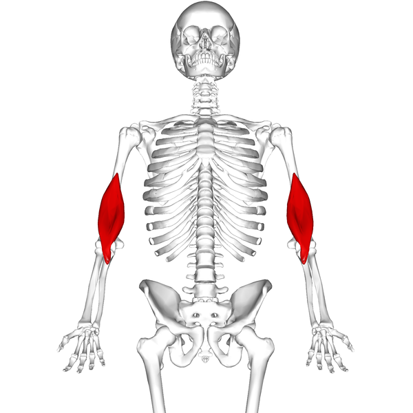 File:Brachialis muscle11.png