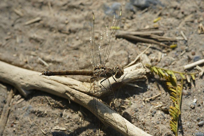 File:Brachythemis lacustris.jpg