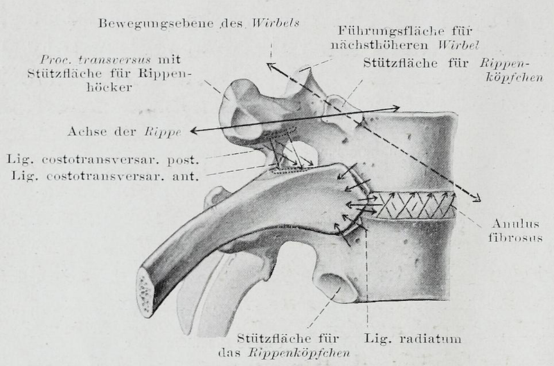 File:Braus 1921 68.png