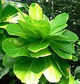 Brighamia insignis, Alula, Haha, 'Olulu, Pu aupaka