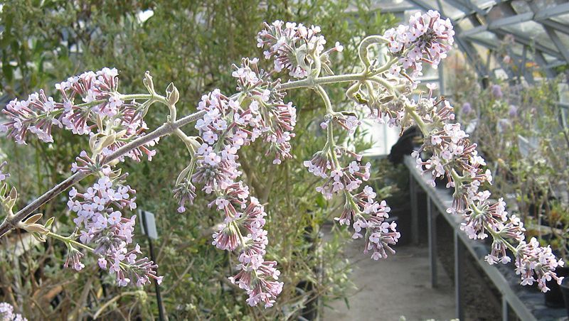 File:Buddleja farreri 2.jpg