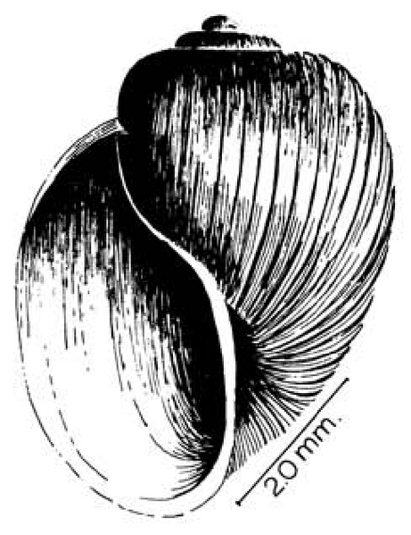 File:Bulinus tropicus shell.png