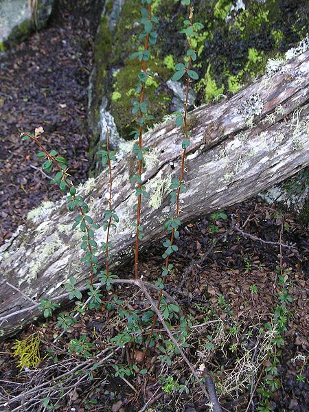 File:Calafate-Berberis buxifolia.jpg