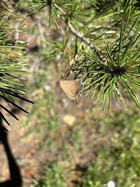 File:Callophrys johnsoni.jpg