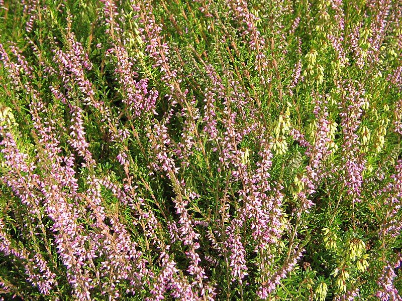 File:Calluna vulgaris Marleen.jpg