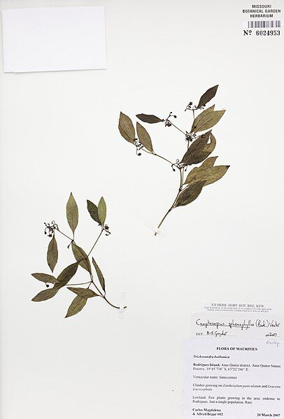 File:Camptocarpus sphenophyllus.jpg